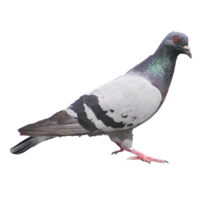 Maladies transmises par les pigeons