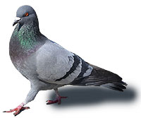 Les dégâts causés par les pigeons