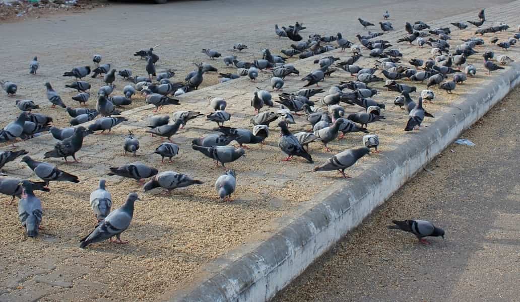 Les maladies transmises par les pigeons